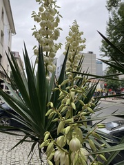 Yucca