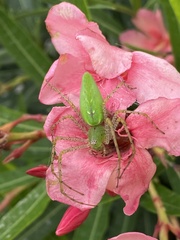 Peucetia viridans