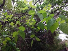 Celtis australis