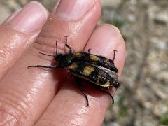 Astylus trifasciatus