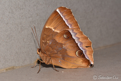 Thaumantis noureddin