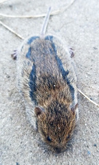 Microtus mystacinus