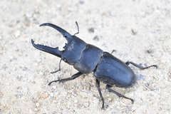 Serrognathus titanus castanicolor