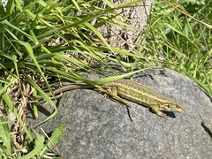 Liolaemus chiliensis