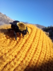 Bombus bellicosus