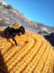Bombus bellicosus