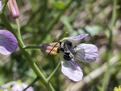 Alloscirtetica tristrigata