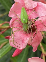 Peucetia viridans