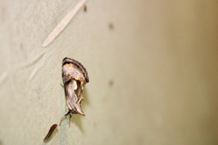 Chrysanympha formosa