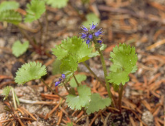 Veronica utahensis