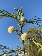 Leucaena
