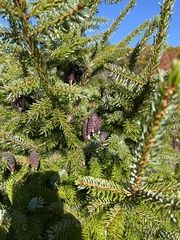Picea