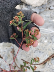 Euphorbia nutans