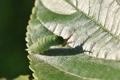 Hestina assimilis
