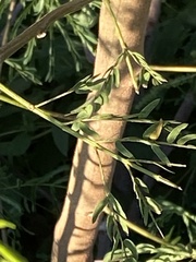 Leucaena