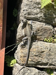 Laudakia tuberculata