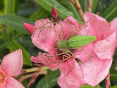 Peucetia viridans