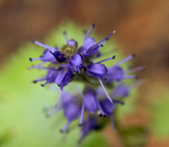 Veronica utahensis