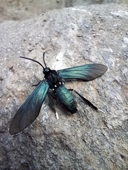 Macrocneme leucostigma