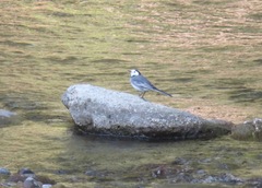 Motacilla alba alba