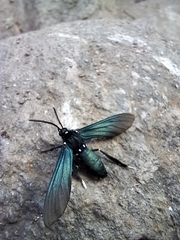 Macrocneme leucostigma