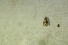 Zomaria interruptolineana