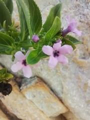 Teedia lucida