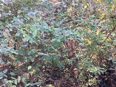 Ptelea trifoliata
