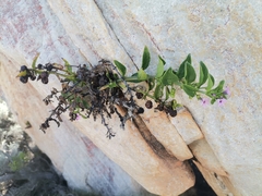 Teedia lucida