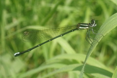 Allocnemis leucosticta