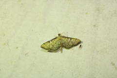 Blepharomastix ranalis