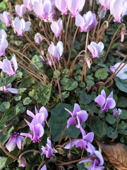 Cyclamen hederifolium