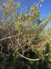 Funastrum