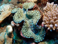 Tridacna squamosa