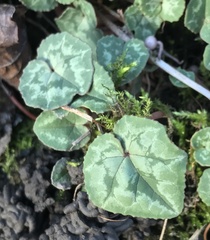 Cyclamen hederifolium