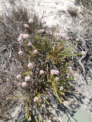 Sorocephalus lanatus