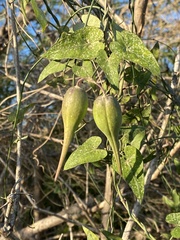 Funastrum