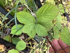 Rubus tuberculatus