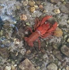 Cambarus asperimanus