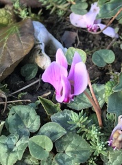 Cyclamen hederifolium