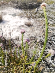 Sorocephalus lanatus