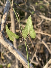Funastrum