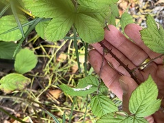 Rubus tuberculatus