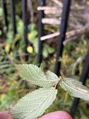 Rubus tuberculatus
