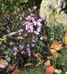 Cyclamen hederifolium
