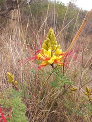 Erythrostemon gilliesii