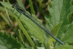 Pseudagrion caffrum