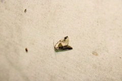 Maliattha synochitis