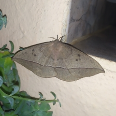 Lonomia