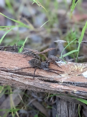 Mituliodon tarantulinus